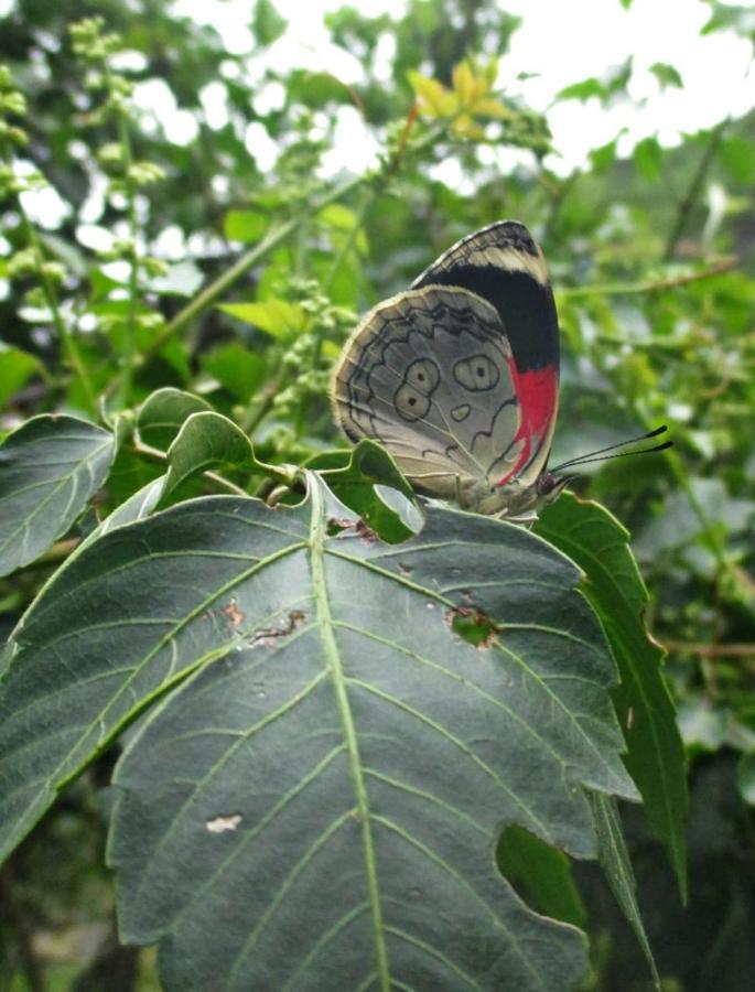 Rumi Wilco Ecolodge & Nature Reserve-Cabanas & Camping ビルカバンバ エクステリア 写真
