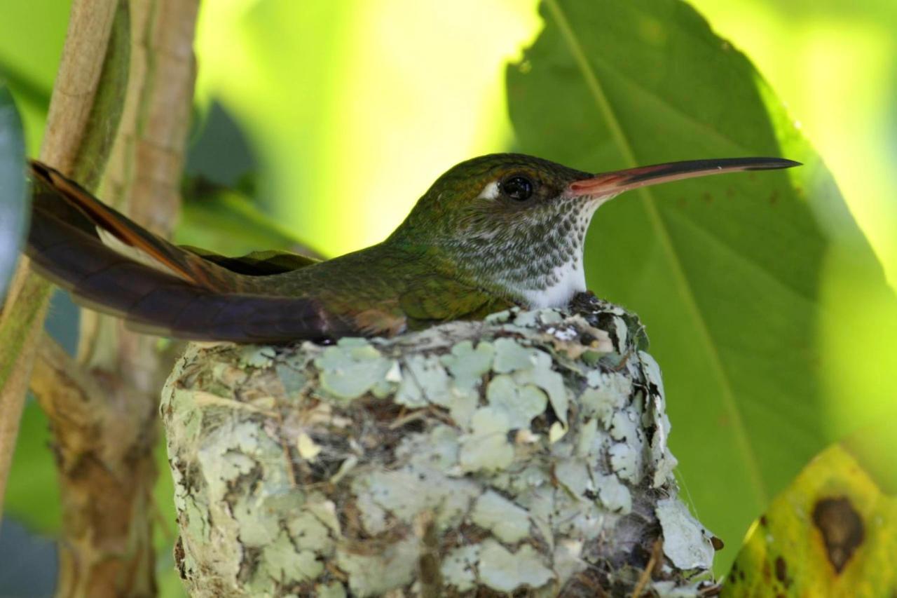 Rumi Wilco Ecolodge & Nature Reserve-Cabanas & Camping ビルカバンバ エクステリア 写真